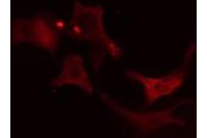 ABIN6275581 staining RAW264.