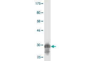 Western Blot detection against Immunogen (33.