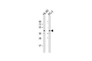 All lanes : Anti-MRI1 Antibody (Center) at 1:8000 dilution Lane 1: HL-60 whole cell lysate Lane 2: PC-3 whole cell lysate Lysates/proteins at 20 μg per lane. (MRI1 anticorps  (AA 108-141))