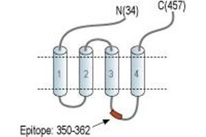 Representative domain view of the target of ABIN7885067.