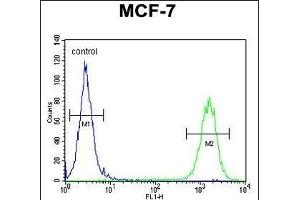 CTDSPL2 Antibody (N-term) (ABIN654892 and ABIN2844542) flow cytometric analysis of MCF-7 cells (right histogram) compared to a negative control cell (left histogram).