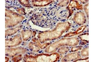 Immunohistochemistry of paraffin-embedded human kidney tissue using ABIN7152763 at dilution of 1:100 (FGG anticorps  (AA 278-437))