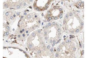 ABIN6274004 at 1/100 staining Human kidney tissue by IHC-P. (CUBN anticorps  (N-Term))