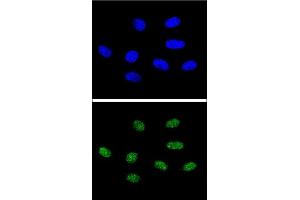 Confocal immunofluorescent analysis of PIN1 Antibody (Center) (ABIN652906 and ABIN2842584) with 293 cell followed by Alexa Fluor® 488-conjugated goat anti-rabbit lgG (green). (PIN1 anticorps  (AA 30-56))