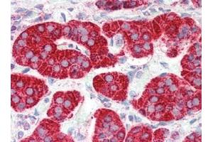 Human Adrenal (formalin-fixed, paraffin-embedded) stained with GPR44at 5 µg/ml followed by biotinylated goat anti-rabbit IgG secondary antibody, alkaline phosphatase-streptavidin and chromogen.