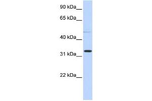 Western Blotting (WB) image for anti-Sialidase 4 (NEU4) antibody (ABIN2459537)