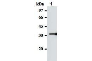 Western blot analysis of GST-SOCS-1 (2-78 a. (SOCS1 anticorps  (AA 2-78))