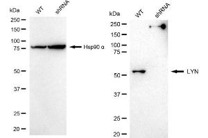 Western blotting analysis using LYN antibody (ABIN7800949).