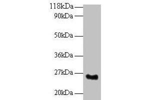 Western blot All lanes: SRSF9 antibody at 2 μg/mL + Mouse kidney tissue Secondary Goat polyclonal to rabbit IgG at 1/10000 dilution Predicted band size: 26 kDa Observed band size: 26 kDa (SFRS9 anticorps  (AA 1-221))