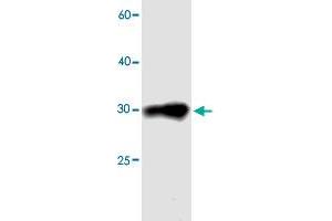 Western blot analysis in MDH1 recombinant protein with CDCA4 monoclonal antibody, clone 04sd  at 1 : 1000 dilution. (CDCA4 anticorps)
