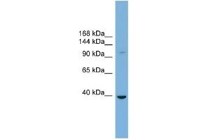 WB Suggested Anti-ST14 Antibody Titration:  0. (ST14 anticorps  (Middle Region))