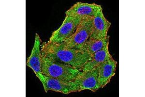 Immunofluorescence analysis of Hela cells using RBFOX3 mouse mAb (green). (NeuN anticorps  (AA 1-140))
