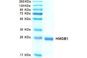 SDS-PAGE with Coomassie Blue staining