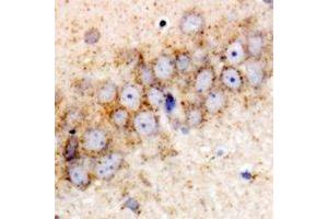 Immunohistochemical analysis of HSPA6 staining in rat brain formalin fixed paraffin embedded tissue section. (HSPA6 anticorps)