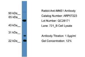 WB Suggested Anti-MNS1  Antibody Titration: 0. (MNS1 anticorps  (N-Term))