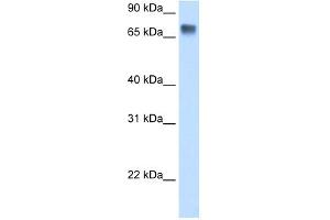 WB Suggested Anti-LSR Antibody Titration:  0. (LSR anticorps  (C-Term))