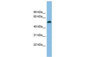 Image no. 1 for anti-CUGBP, Elav-Like Family Member 5 (CELF5) (AA 359-408) antibody (ABIN6744700) (CELF5 anticorps  (AA 359-408))