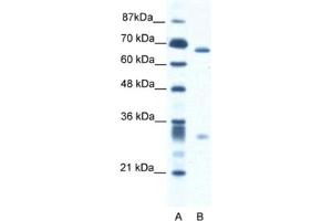 Western Blotting (WB) image for anti-Set1/Ash2 Histone Methyltransferase Complex Subunit ASH2 (ASH2L) antibody (ABIN2460893) (ASH2L anticorps)