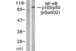 Western Blotting (WB) image for anti-Nuclear Factor of kappa Light Polypeptide Gene Enhancer in B-Cells 1 (NFKB1) (pSer932) antibody (ABIN2888480) (NFKB1 anticorps  (pSer932))