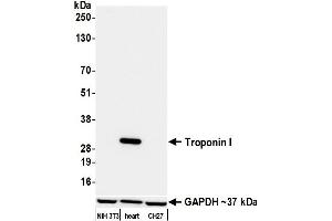 Western Blotting (WB) image for anti-Troponin I (TNNI) (AA 1-50) antibody (ABIN7795680)