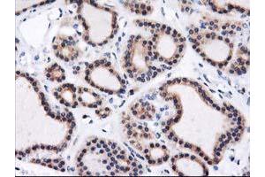 Image no. 1 for anti-Heme Oxygenase (Decycling) 2 (HMOX2) antibody (ABIN1498691) (HMOX2 anticorps)