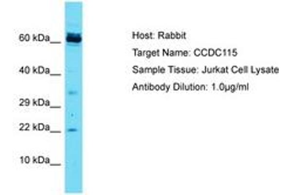CCDC115 anticorps  (AA 47-96)