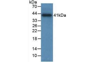 Western blot analysis of recombinant Human TPS. (TPSAB1 anticorps  (AA 161-262))
