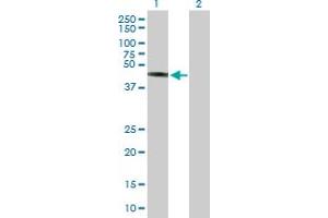 Western Blot analysis of TRIM44 expression in transfected 293T cell line by TRIM44 MaxPab polyclonal antibody. (TRIM44 anticorps  (AA 1-344))