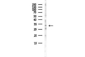 Western blot analysis of lysates from PC12 cells(starvation, 24h treatment), using L Antibody at 1/1000 dilution.