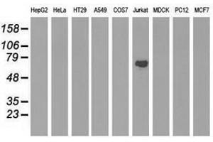 Image no. 3 for anti-rho GTPase Activating Protein 25 (ARHGAP25) antibody (ABIN1496707) (ARHGAP25 anticorps)