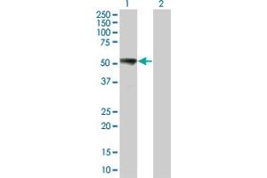 Western Blot analysis of MAP2K7 expression in transfected 293T cell line by MAP2K7 monoclonal antibody (M05), clone 6A4. (MAP2K7 anticorps  (AA 1-99))