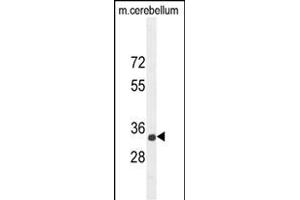 CADM1 Antibody (N-term) (ABIN654660 and ABIN2844356) western blot analysis in mouse cerebellum tissue lysates (35 μg/lane). (CADM1 anticorps  (N-Term))
