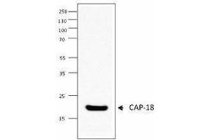 Western Blotting (WB) image for anti-Cathelicidin Antimicrobial Peptide (CAMP) (AA 115-121) antibody (ABIN2666321) (Cathelicidin anticorps  (AA 115-121))