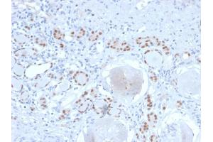 Formalin-fixed, paraffin-embedded human Kidney stained with PAX8 Recombinant Rabbit Monoclonal Antibody (PAX8/2774R).
