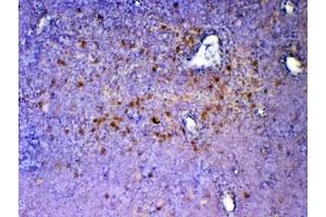 IHC testing of FFPE mouse thymus tissue with ICOS antibody at 1ug/ml.
