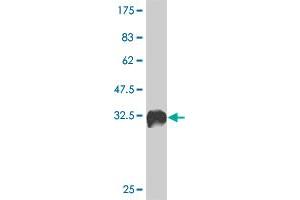 Western Blot detection against Immunogen (35.