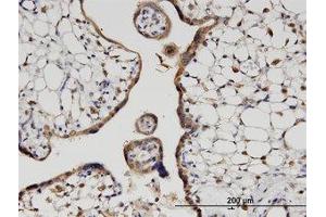 Image no. 1 for anti-Hook Homolog 3 (HOOK3) (AA 622-719) antibody (ABIN599601) (HOOK3 anticorps  (AA 622-719))