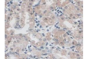 IHC-P analysis of Human Stomach Tissue, with DAB staining. (CD300c anticorps  (AA 21-183))