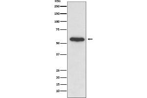 Western blot analysis of Src expression in Hela cell lysate.