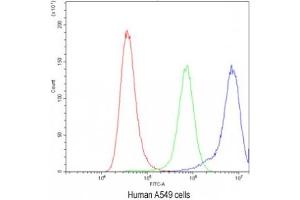 Flow cytometry testing of human A549 cells with Ataxin-2 antibody at 1ug/10^6 cells (blocked with goat sera) (Ataxin 2 anticorps  (C-Term))