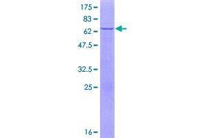 Image no. 1 for Apolipoprotein L, 6 (APOL6) (AA 1-343) protein (GST tag) (ABIN1345391)