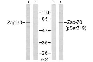 Western blot analysis of extracts from Jurkat cells,using Zap-70 (Ab-319) antibody (E021173, Line1 and 2) and Zap-70 (phospho-Tyr319) antibody (E011159, Line 3 and 4). (ZAP70 anticorps)