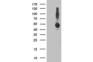 Western Blotting (WB) image for anti-DnaJ (Hsp40) Homolog, Subfamily A, Member 2 (DNAJA2) antibody (ABIN1497865) (DNAJA2 anticorps)