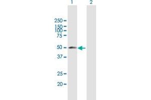 Western Blot analysis of YBX2 expression in transfected 293T cell line by YBX2 MaxPab polyclonal antibody. (YBX2 anticorps  (AA 1-364))