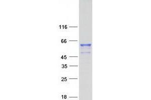 Validation with Western Blot (Fam90a8 Protein (Myc-DYKDDDDK Tag))