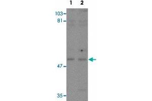 Western blot analysis of KPNA3 in EL4 cell lysate with KPNA3 polyclonal antibody  at (1) 1 and (2) 2 ug/mL. (KPNA3 anticorps  (C-Term))