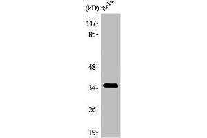 Western Blot analysis of HuvEc cells using Olfactory receptor 8J3 Polyclonal Antibody