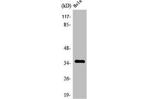 Western Blot analysis of HuvEc cells using Olfactory receptor 8J3 Polyclonal Antibody (OR8J3 anticorps  (C-Term))