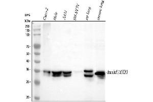 Western blot analysis of Annexin A3 using anti-Annexin A3 antibody (ABIN3043501). (Annexin A3 anticorps  (Middle Region))