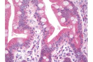 Anti-DIMT1L antibody IHC staining of human small intestine. (DIMT1 anticorps  (AA 268-298))
